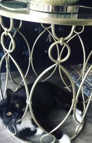 Michelle Trachtenberg